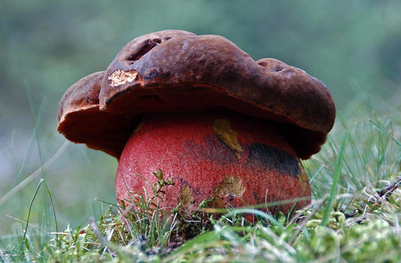 Mushroaming in the Alps | Mushroaming - Daniel Winkler's Webpages